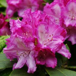 Rhododendron purple, Blurettia